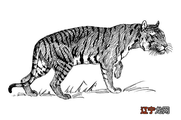 1986年属虎今年多大:1986年属虎的人今年多大年龄