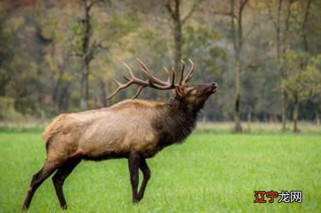 姜子牙的坐骑四没有像是什么动物,世界珍稀动物麋鹿