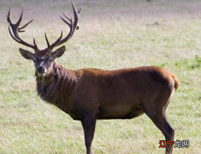 姜子牙的坐骑四没有像是什么动物,世界珍稀动物麋鹿