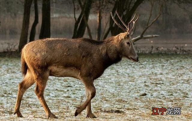姜子牙的坐骑四没有像是什么动物,世界珍稀动物麋鹿