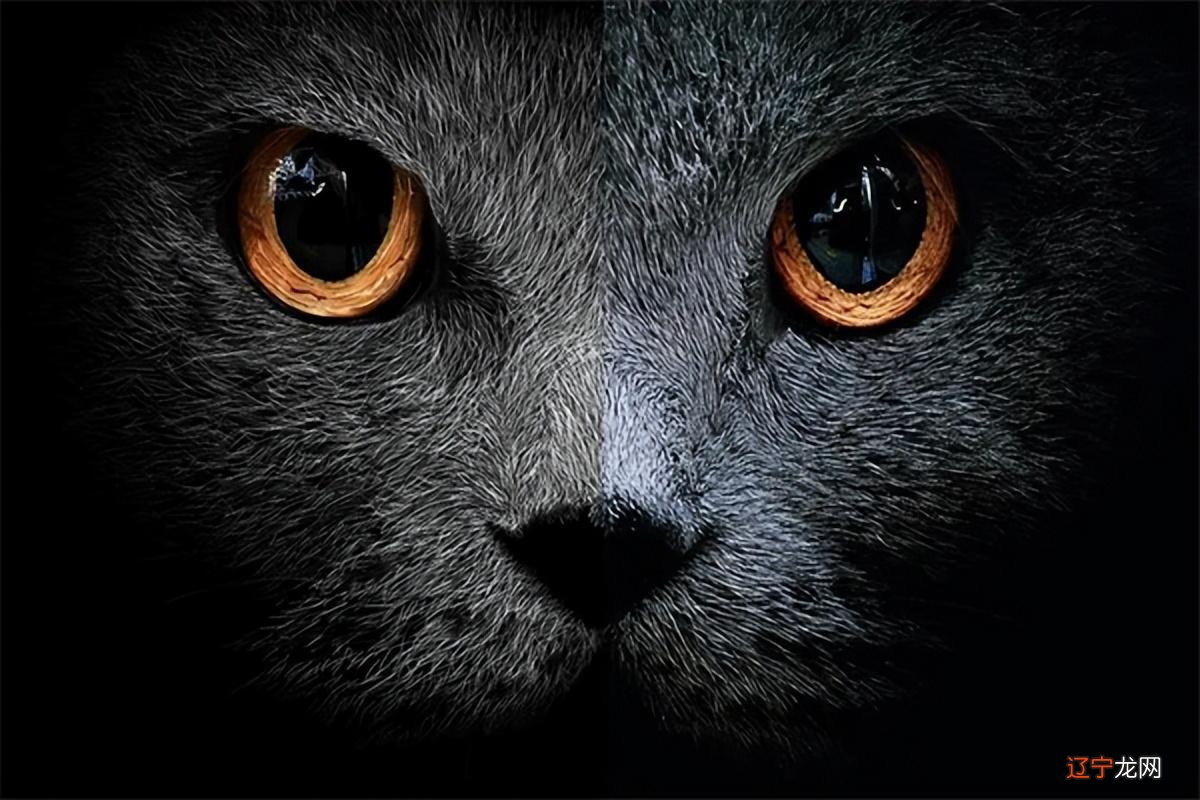 广西男孩天生夜视眼,夜晚看东西不用点灯,难道是猫妖转世?