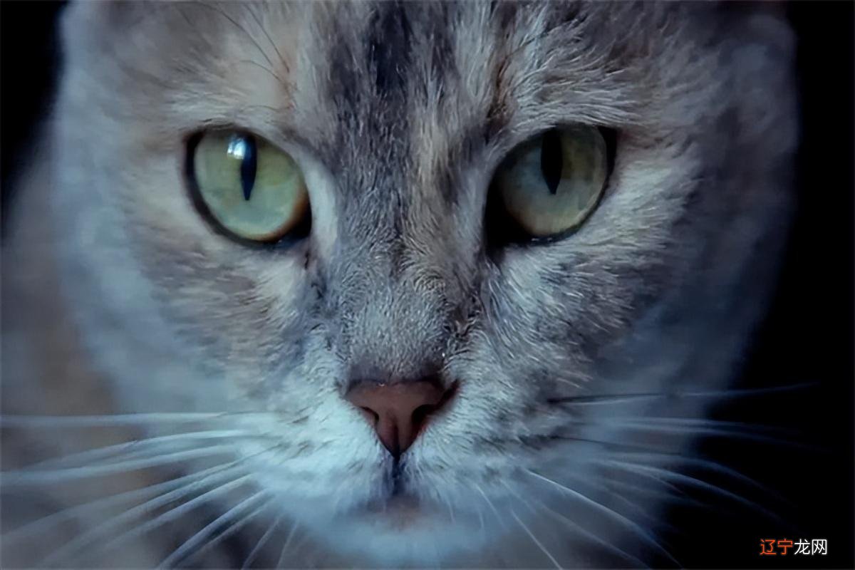 广西男孩天生夜视眼,夜晚看东西不用点灯,难道是猫妖转世?