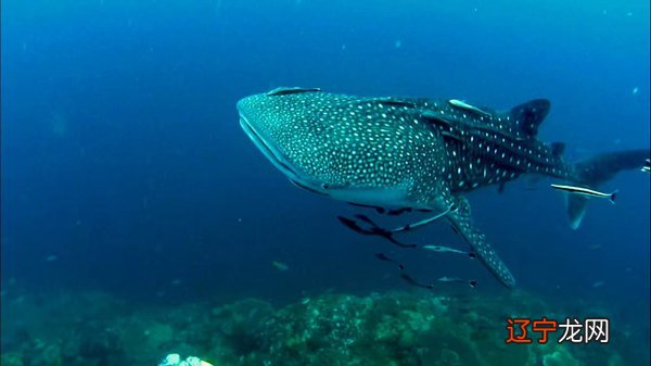 樱花日本语学院留学需要多少钱