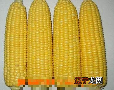 玉米须煮水的作用和食用方法