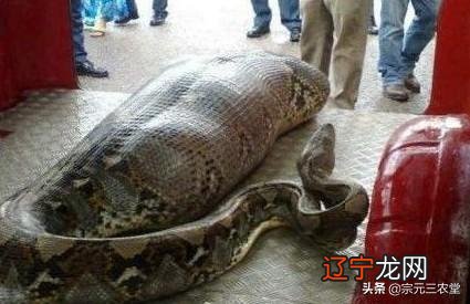 吓死不偿命:巨大蟒蛇吞人事件
