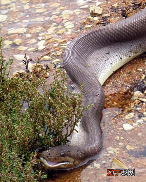 吓死不偿命:巨大蟒蛇吞人事件