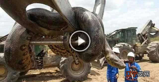 吓死不偿命:巨大蟒蛇吞人事件