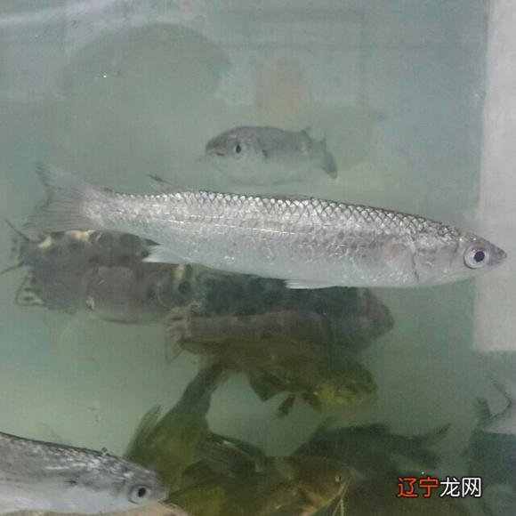 LM WOW钓鱼的升级路线?