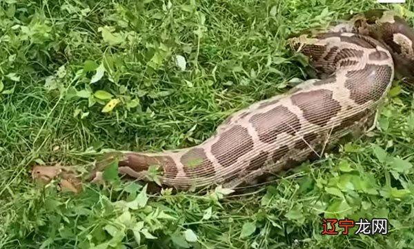 蟒蛇吞食猎物图片令人触目惊心