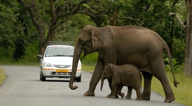 大象大象你的鼻子儿歌_儿歌大象大象_大象的重量