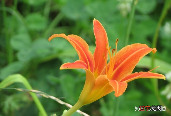 贺卡 母亲节祝福语文案，适合发朋友圈感谢妈妈的话