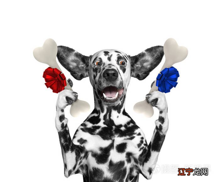 精选3篇 狗狗的故事作文