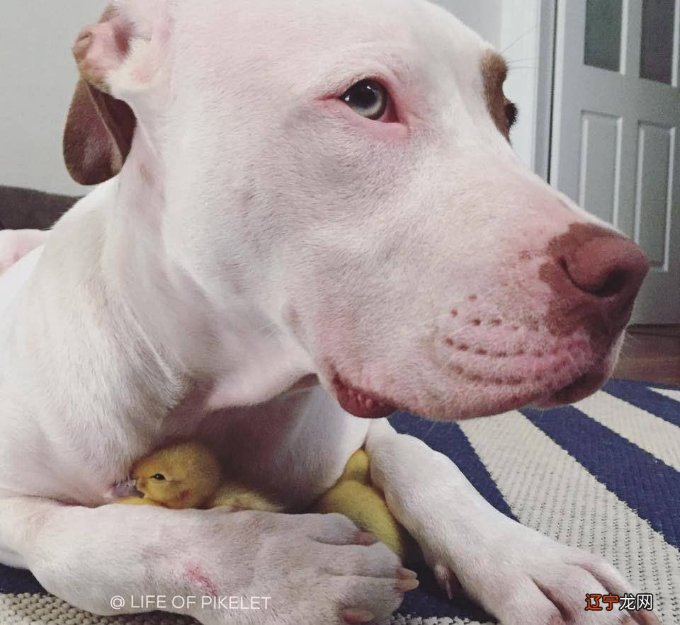 有关狗的寓言故事篇2:农夫和狗