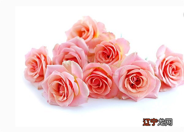 11朵粉色玫瑰花语是什么，11朵粉玫瑰代表什么（我只属于你）