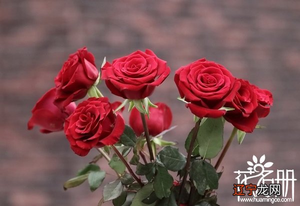 11朵红玫瑰花语是什么,一心一意的爱