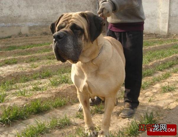 山海经十大凶兽