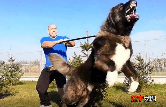 山海经十大凶兽