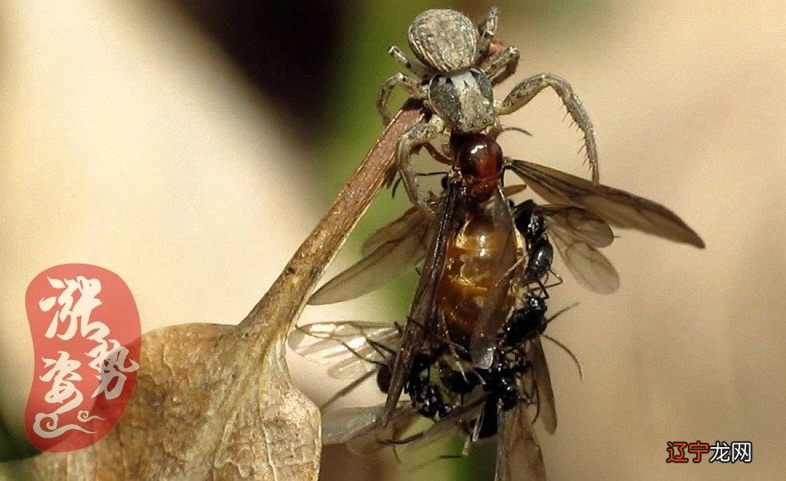 全球十大恐怖动物_动物世界十大恐怖动物_十大恐怖动物