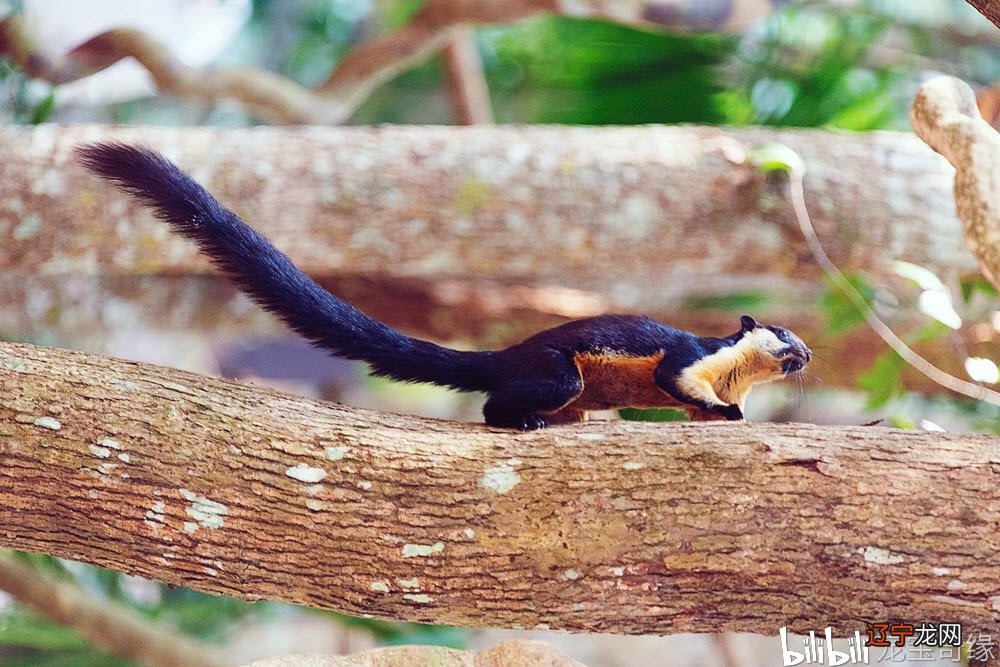 马拉巴尔巨松鼠,一种神话般存在的生物