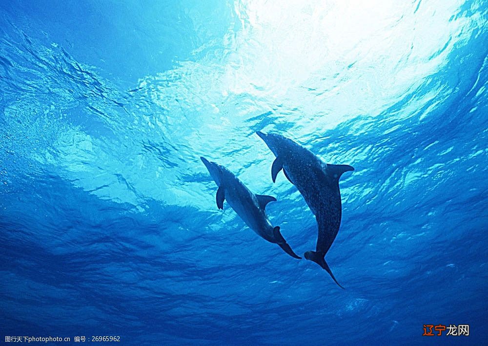 海底里有美人鱼吗 海底里有什么生物