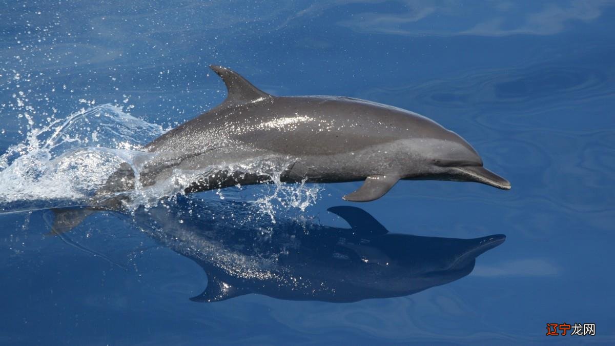 海底里有美人鱼吗 海底里有什么生物