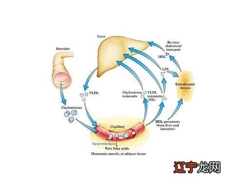 燃烧脂肪靶点被发现_怎么让脂肪燃烧_脂肪燃烧是什么感觉