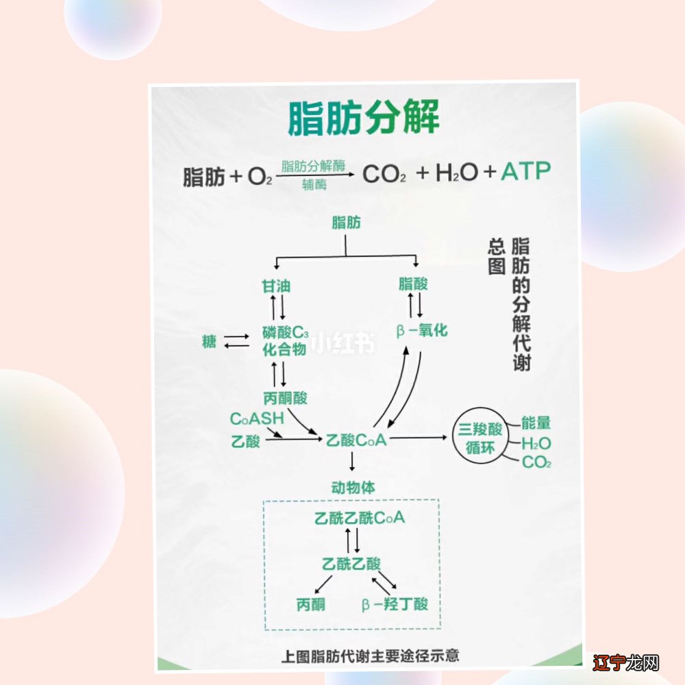 脂肪燃烧是什么感觉_燃烧脂肪靶点被发现_怎么让脂肪燃烧