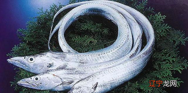 一样是带鱼，价格为什么相差好几倍？今天告诉你，到底差在哪里