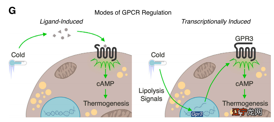 脂肪燃烧膏_燃烧脂肪靶点被发现_脂肪燃烧时间