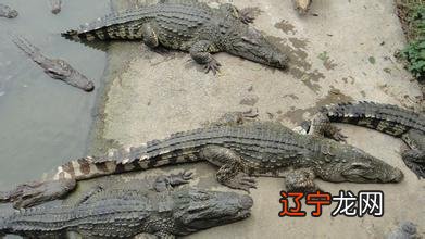 中国古籍中记载的驯龙高手,古人真的养过龙吗?