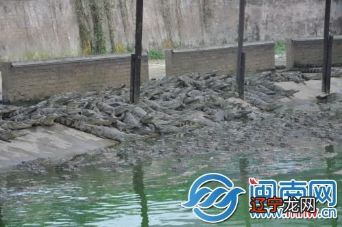 中国古籍中记载的驯龙高手,古人真的养过龙吗?