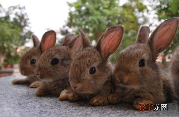 家里养兔子的危害 养兔子对小孩的危害