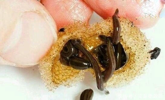 揭秘苗族蛊术是什么?苗族蛊术真的存在么?