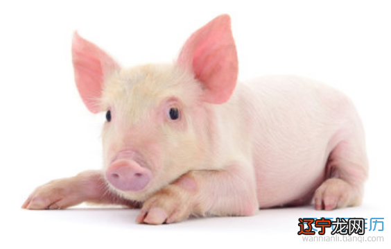 属猪的今年多大，猪是哪年出生的几岁