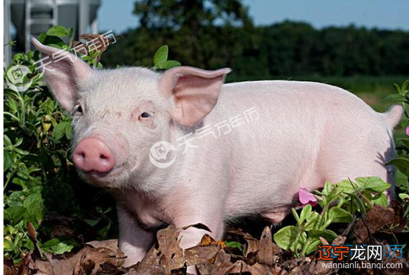 属猪的今年多大，猪是哪年出生的几岁