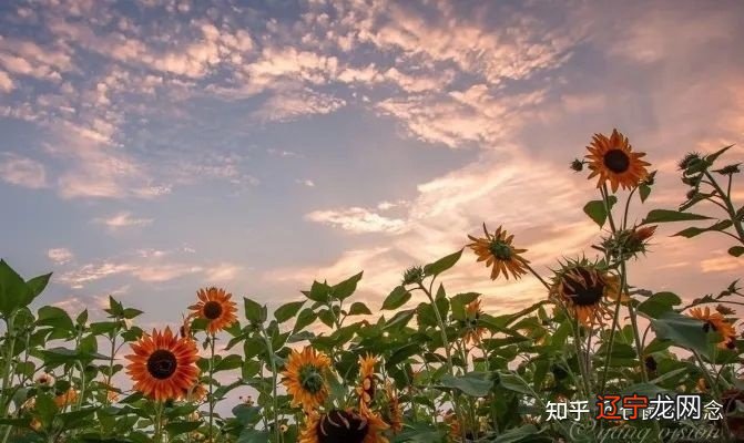 国庆快乐/爆赞文案:此生不悔入华夏,来世想做大熊猫