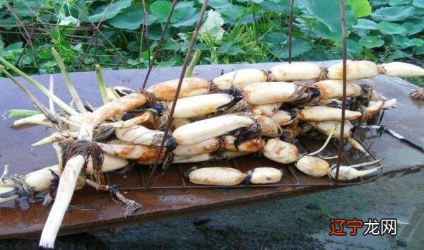 地下膨大的根状变态茎 莲藕是根还是茎,属于莲的茎