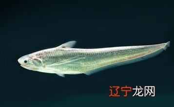 【长江刀鱼价格疯涨】每斤竟高达4000元 揭秘长江刀鱼为什么这么贵?