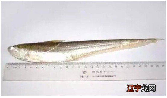 【长江刀鱼价格疯涨】每斤竟高达4000元 揭秘长江刀鱼为什么这么贵?