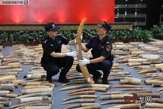 查获7吨多 黄埔海关破获特大走私象牙案