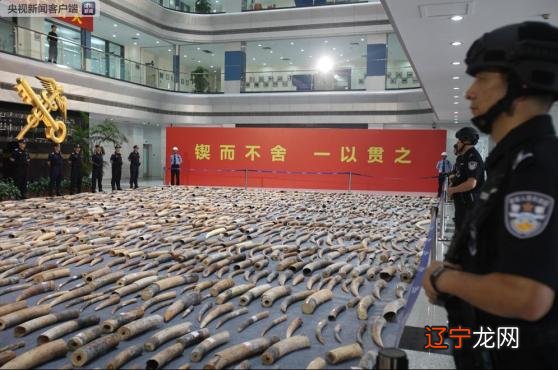 查获7吨多 黄埔海关破获特大走私象牙案