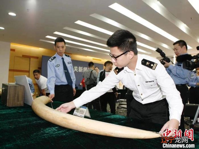 查获7吨多 黄埔海关破获特大走私象牙案