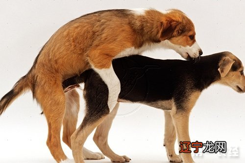 梦见两个狗在交配好不好 有何寓意