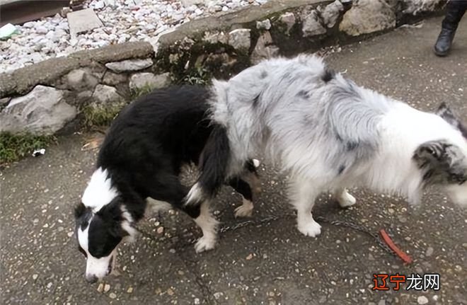 梦见两个狗在交配好不好 有何寓意