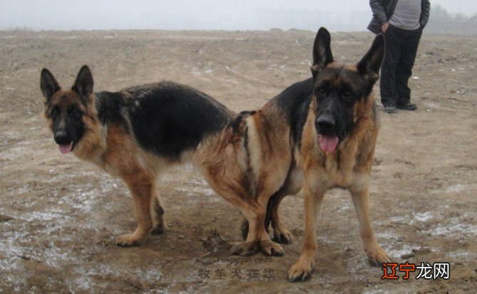 梦见两个狗在交配好不好 有何寓意