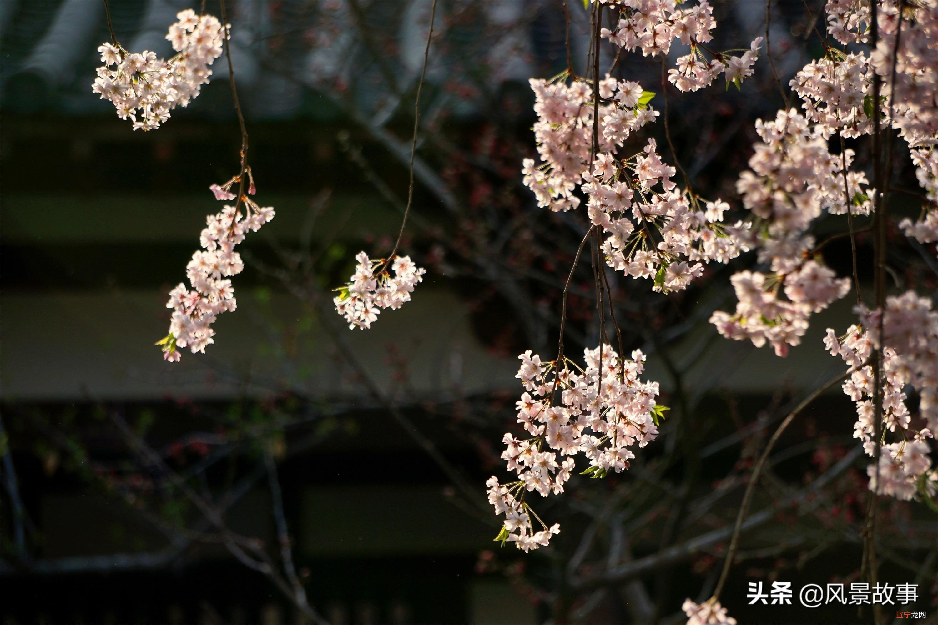 西安最美赏花景点地位高，是日本人的圣寺，清明小长假打卡别错过