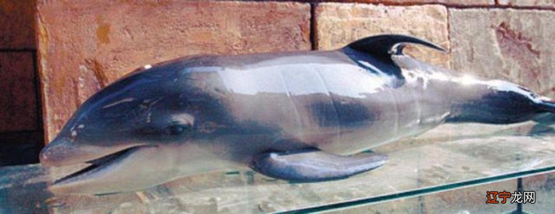 人与哪些动物有过交配_动物交配 斑马 动物交配视频_人可以和什么动物交配