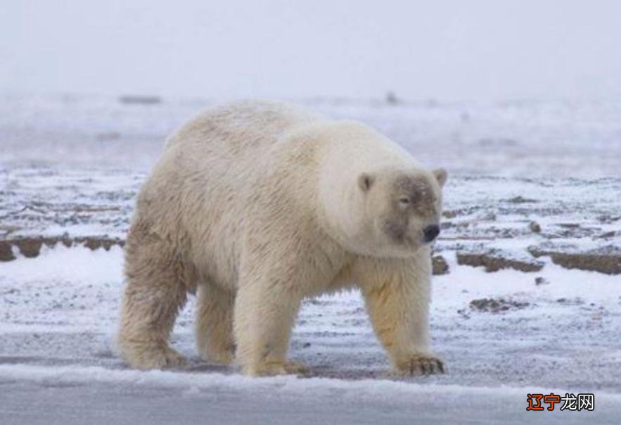 动物交配 斑马 动物交配视频_人可以和什么动物交配_人与哪些动物有过交配