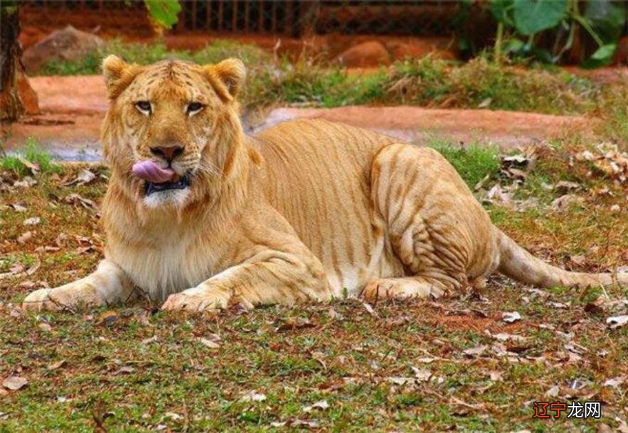 动物杂交的后代有多痛苦?还出现过挑战人伦道德的人猿杂交实验?