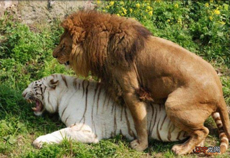 动物杂交的后代有多痛苦?还出现过挑战人伦道德的人猿杂交实验?